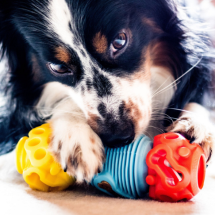 Dog chewing on toy